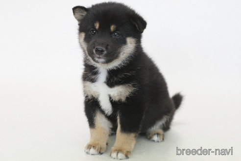 販売中の神奈川県の柴犬-382701